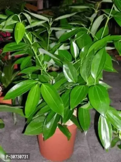 Ukanda Cinnamon Plant Tajpatta Plant-thumb0