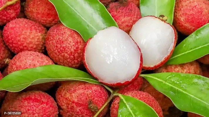 Ukanda Litchi Plant Litchi Fruit Plant (07)-thumb0