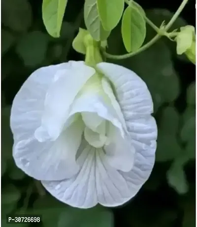 Ukanda Aparajita Butterfly Pea Plant Aparajita Butterfly Pea Plant White flower plant-thumb0