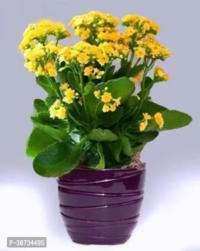 Ukanda Kalanchoe Plant Kalanchoe yellow Double live Plant-thumb0