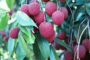 Ukanda Litchi Plant Litchi Early Seedless Variety Lychee Fruit (Air layeredGrafted) Live PlantsTree(1-1.5 Ft Size)-thumb1