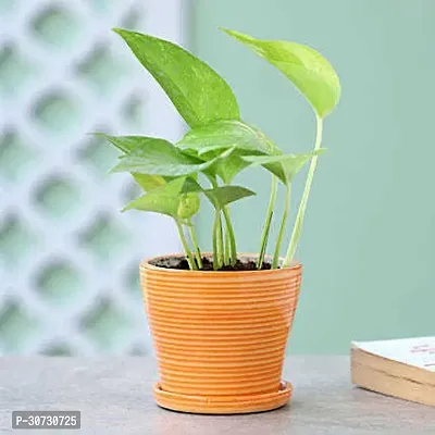 Ukanda Money Plant Money plant 48-thumb0