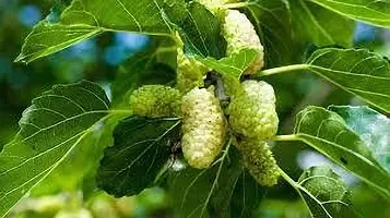 Ukanda Berry Plant MULBERRY PLANT KO-thumb1