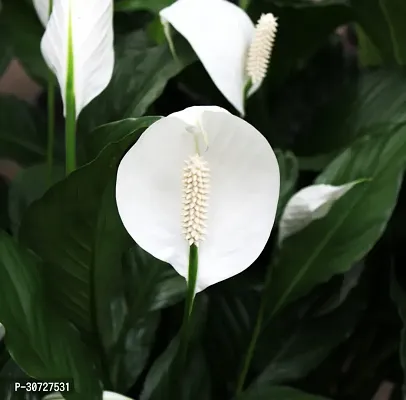 Ukanda Peace Lily Plant PEACE LILY FLOWER PLANT-P29-thumb0