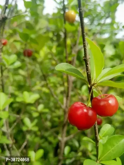 Ukanda Cherry Fruit Plant CHERRY-01-thumb0