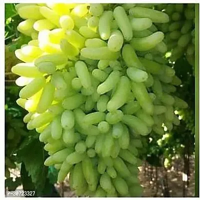 Ukanda Grape Plant Live Plant Grape Fruit Long Green Angkor Grape Exotic Rare Air Layered plant (1 Healthy Plant with Poly Bag)-thumb0