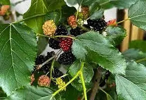 Ukanda Berry Plant MULBERRY PLANT FG-thumb1