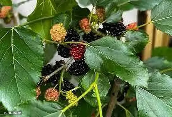 Ukanda Berry Plant MULBERRY PLANT FG-thumb2