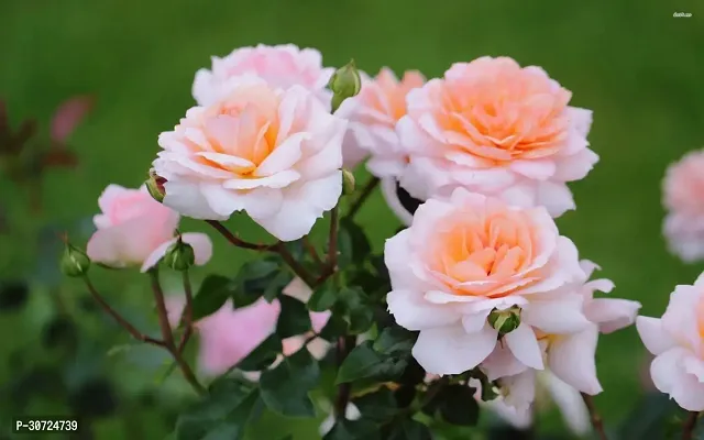 Ukanda Rose Plant Live-AK-957-thumb0