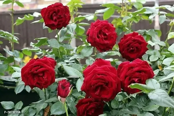 Ukanda Rose Plant Rose Plant ( Polyanthas Red Gulab Plant )-thumb0