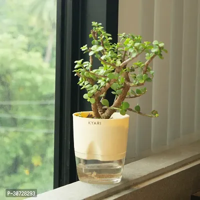 Ukanda Jade Plant Live Jade Plant Self-Watering Cream Pot, Crassula Ovata | Lucky CF_B329-thumb0