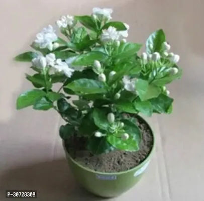 Ukanda Jasmine Plant Gardens Jasmine Non Climbing Plants Grandiflorum Fragrant Flower Native To India Easy Maintanance Garden Plant(1 Healthy-thumb0