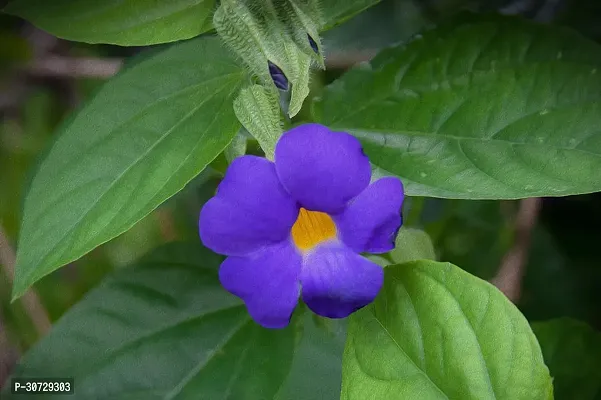 Ukanda Thunberjia Plant Blue AllamandaThunbergia Erectablue trumpet Vine evergreen wineBlue Skyflower-thumb2