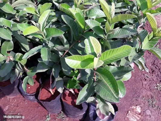 Ukanda Guava Plant Guava plant90-thumb0