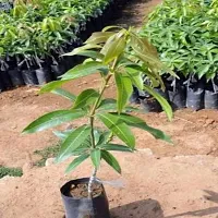 Ukanda Mango Plant Kesar Mango Hybrid Plant For Outdoor Garden-thumb1