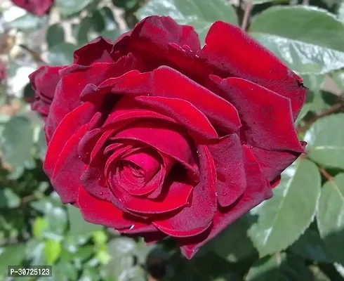 Ukanda Rose Plant Red RoseDesi Gulab Charming Flower Live Plant-thumb0