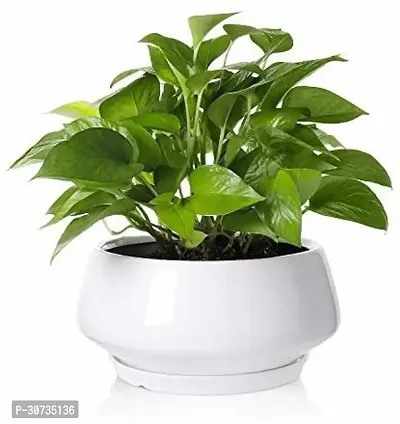 Ukanda Money Plant money plant 742-thumb0