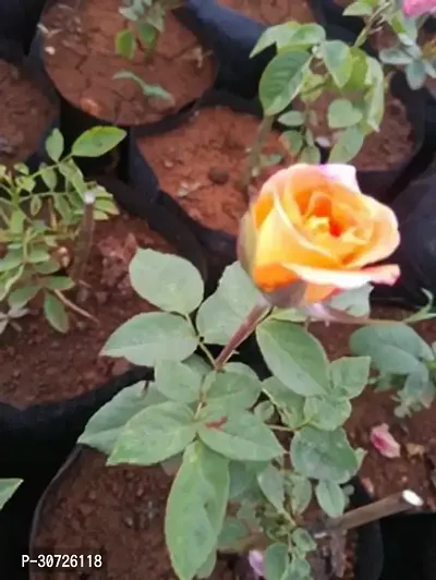 Ukanda Rose Plant orange color rose-thumb0