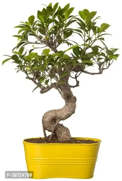 Ukanda Ficus Plant EZTEIXbonsai13-thumb0