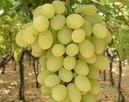 Ukanda Grape Plant Dominga Grape Plant-thumb1