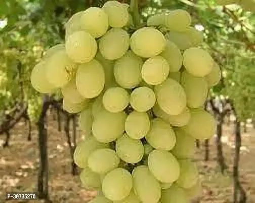 Ukanda Grape Plant Dominga Grape Plant-thumb2