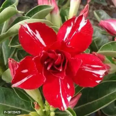 Ukanda Adenium Plant Red adenium live plant-thumb0