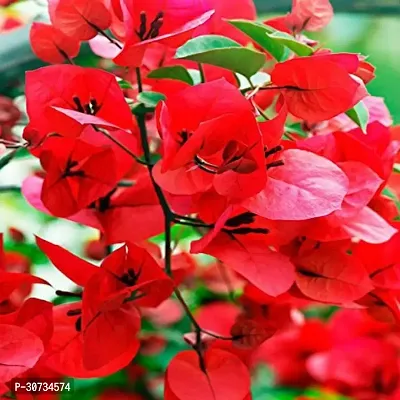 Ukanda Bougainvillea Plant Anusha green bliss-thumb0