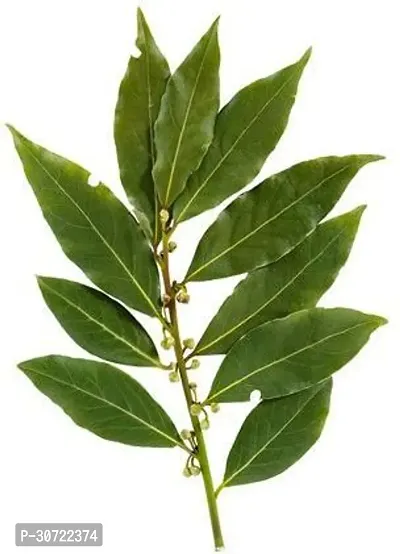 Ukanda Bay Leaf Plant Tej Batabay Leaf-thumb0