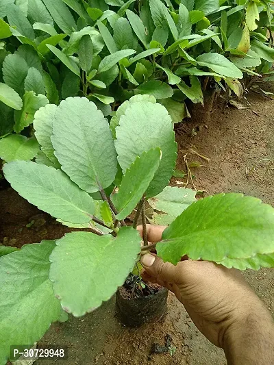 Ukanda Bryophyllum PinnatumPatharchatta Plant Patharchatta Kidney Stone Live Plant (bryophyllum pinnatum) | Kalanchoe, Ranapala Medicinal Plant, ???????-thumb0