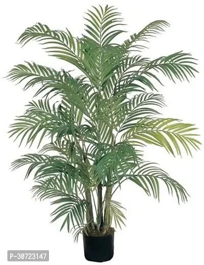 Ukanda Areca Palm Areca Palm Plant A31-thumb0