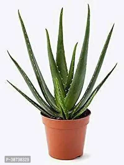 Ukanda Aloe Vera Plant teALO28-thumb0