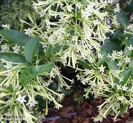 Ukanda Night Bloom Jasmine Plant Raat Ki Rani plant outdoor -101-thumb0