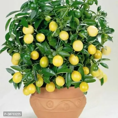 Ukanda Lemon Plant RSP_805-thumb0