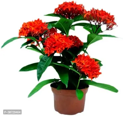 Ukanda Trothic IxoraChethi Plant Rs-ixora-red0121-thumb0