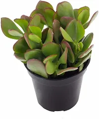 Ukanda Crasulla Ovata Plant Crassula Plant-thumb1