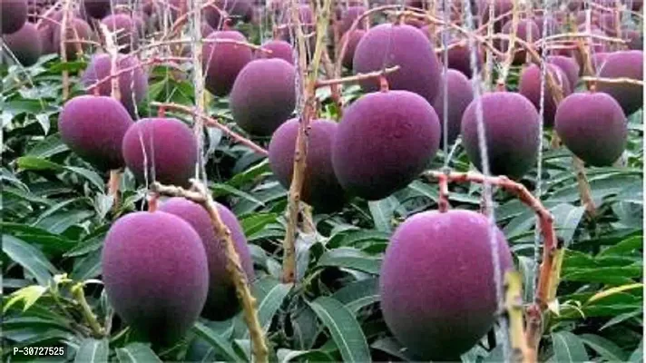 Ukanda Mango Plant Gardens Grafted Fruit Live Plant - Dwarf Rare Delicious Mexican Mango Purple Tree 1 Healthy Grafted Live Plant-thumb0