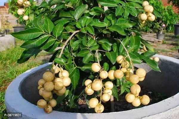 Ukanda Litchi Plant Rare Dragon eye, Longan, Dimocarpus Longan fruit plant- Health 1 Green Plant.-thumb0