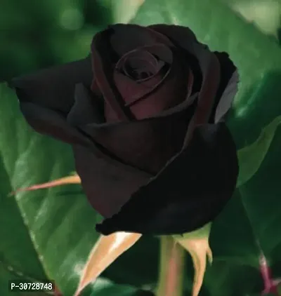 Ukanda Rose Plant Unique Black Rose Plant CF8007122-thumb0