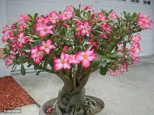 Ukanda Adenium Plant PINK ADENIUM PLANT-thumb0