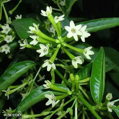 Ukanda Night Bloom Jasmine Plant lady of the night plant-104-thumb0