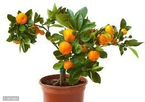 Ukanda Lemon Plant Mausambi Sweet Lemon Fruit-thumb0