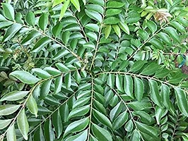 Ukanda Curry Leaf Plant Curry Leaves_CURRY PATTA-thumb1