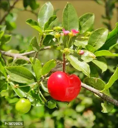 Ukanda Cherry Fruit Plant Barbados Cherry Live Plant.v01-thumb0