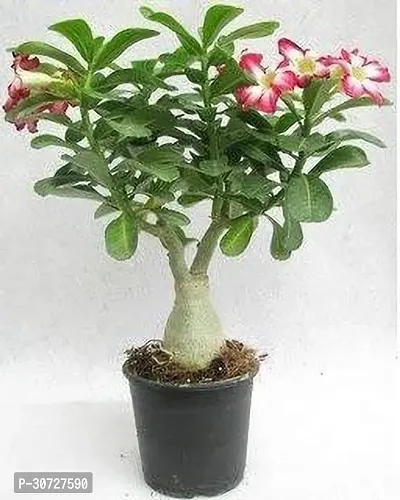 Ukanda Adenium Plant Adenium-thumb3