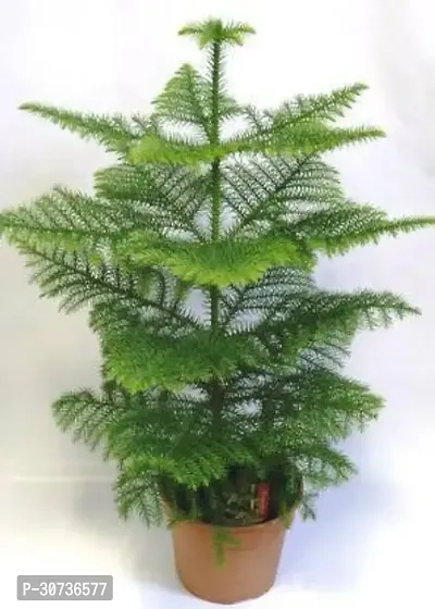 Ukanda Christmas Tree Plant Christmas Tree Plant1254-thumb0