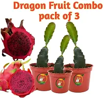 Ukanda Dragon Tree Dragon Fruit Live Plant (Jumbo Red Dragon)-thumb1