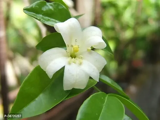 Ukanda Murraya Paniculata Plant Kamini Flower Murraya PaniculataPlant CF2000151-thumb0