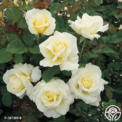 Ukanda Rose Plant PB honey t Rose Plant (White Rose)-thumb2