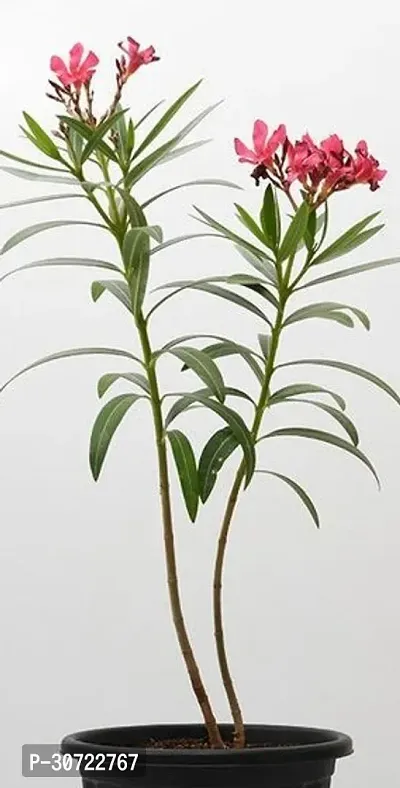 Ukanda Oleander Plant Kolkekarobi Flower Plant (K10)-thumb0