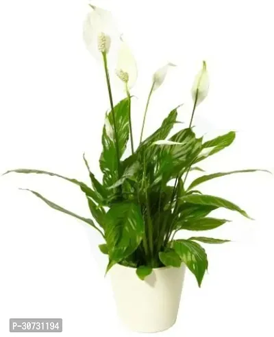 Ukanda Peace Lily Plant GRP-RK-879-thumb0